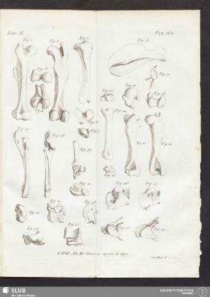 Tapir. Pl. III. Divers os séparés du Tapir