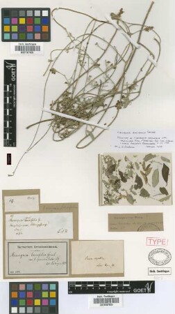 Mascagnia brevifolia Griseb. var. paniculata Nied.