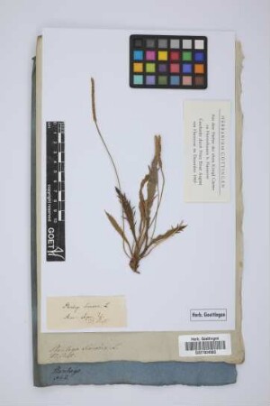 Plantago serraria L.