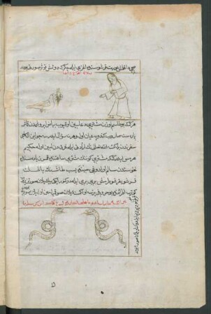 Illustration: Zwei Schlangen (unten)