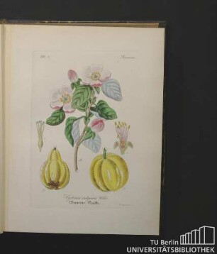 Rosaceae. Cydonia vulgaris Willd. Gemeine Quitte.