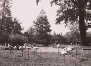 Flamingos auf der Stelzvogelwiese im Zoologischen Garten Dresden