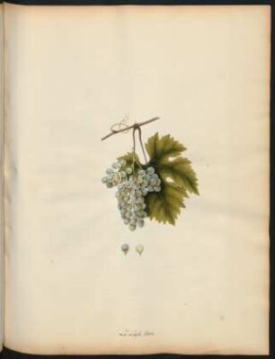 32. Le Lagle blanc