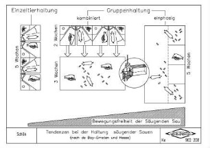 Tendenzen bei der Haltung säugender Sauen (nach de Bay-Ernsten und Hesse)