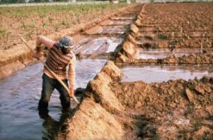 Fotografie: Landbewirtschaftung, Pflanzenproduktionsverfahren, Bewässerung