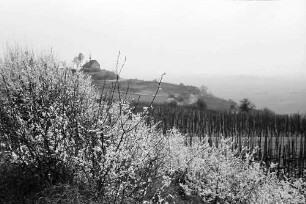 Munzingen: Kapelle auf dem Tuniberg, Ehrentrudiskapelle [Erentrudiskapelle], Vordergrund blühender Busch