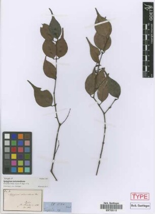 Syzygium micranthum Thwaites