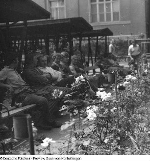 Dresden; Wenn in Dresden die Rosen blühen