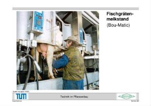 Fischgrätenmelkstand (Bou-Matic)