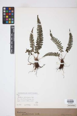Blechnum glandulosum Link
