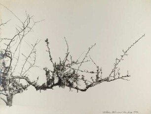 Schleedorn, mit Flechten bewachsen