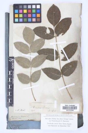 Fraxinus Ornus
