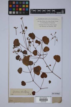 Geranium odoratissimum L.