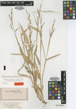 Panicum serraefolium Hochst. [isotype]