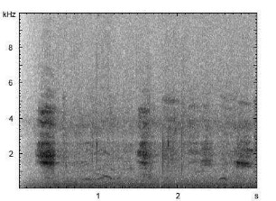 Hausesel | Equus asinus f. asinus - Lautfolge