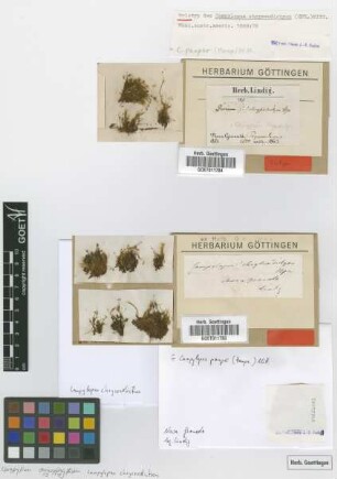 Dicranum chrysodictyon Hampe [isotype]