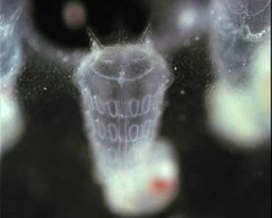 Morphology, Habits and Reproduction of Diplosoma migrans (Ascidiacea)