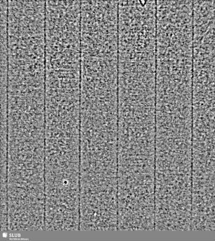 Lilienschild (gekrönt) + C & I HONIG / IV = S.41/42