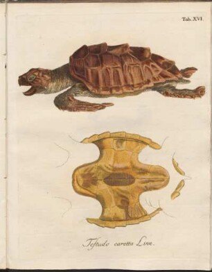 Tab. XVI: Testudo caretta Linn.