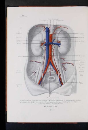 Abdomen, Vasa.