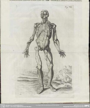 Fig. VII