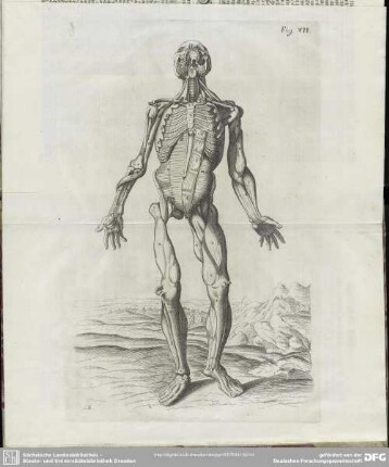 Fig. VII
