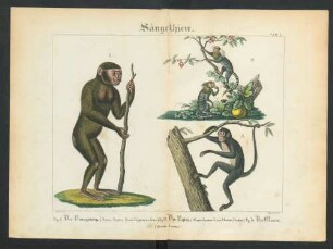 [Tafel I.-IX.: Saeugethiere.]