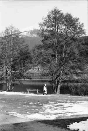 Titisee: Kurpark Titisee; Baum und Wiese vom See