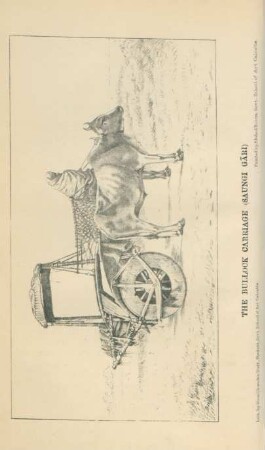 The bullock carriage (Saungi Gari)