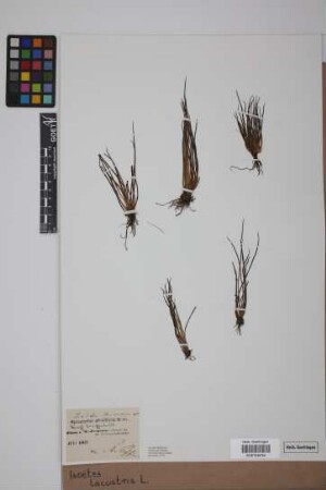 Isoetes lacustris L.