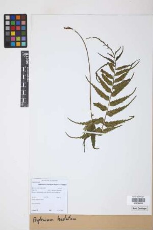 Asplenium hastatum Klotzsch