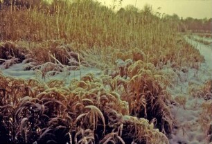 Beste: Wanderweg im Winter
