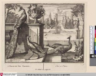 2. Pauwen met haar Pauwinnen