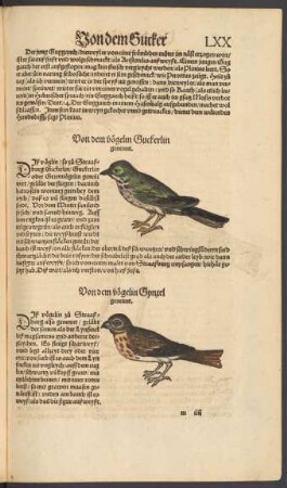 Von dem Vogelin Guckerlin genennt.