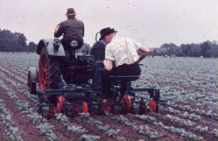 Fotografie: Pflegegerät, Zuckerrübe, Hackmaschine, Heckanbau