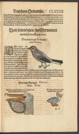 Von den vöglen/ welcher namen am buchstaben O. anhebend.
