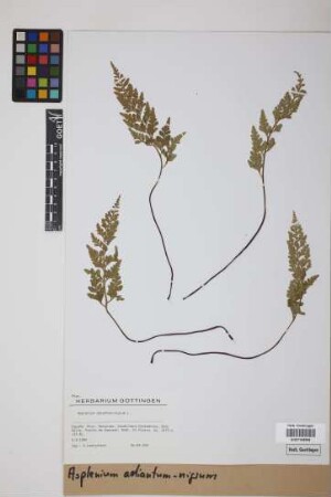 Asplenium adiantum-nigrum L.