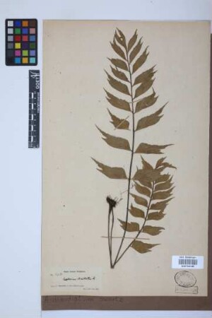 Asplenium dimidiatum Sw.