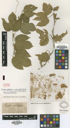 Passiflora serrulata Jacq. var. Griseb. pubescens[isolectotype]