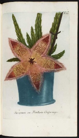 Phytanthoza-Iconographia, Oder Eigentliche Vorstellung Etlicher Tausend, so wohl Einheimisch- als Ausländischer, aus allen vier Welt-Theilen ... - [1] : Apocijnum seu Frittilaria Crassa major (Stapelia). Tafel N. 157 aus: Johann Wilhelm Weinmann: Phytanthoza-Iconographia, Oder Eigentliche Vorstellung Etlicher Tausend, so wohl Einheimisch- als Ausländischer, aus allen vier Welt-Theilen ... - [1] . - Regenspurg: Lentzen, 1737. Dresden: SLUB Botan.108-Ill.,A