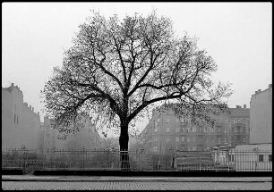 Baum