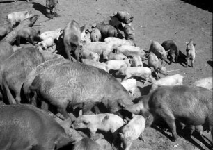 Assan Aga: Schweinezucht (Pressefahrt zur Besichtigung landwirtschaftlicher Betriebe im Bezirk Vlasca)