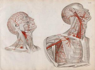 Arterien des Kopfes und des Halses