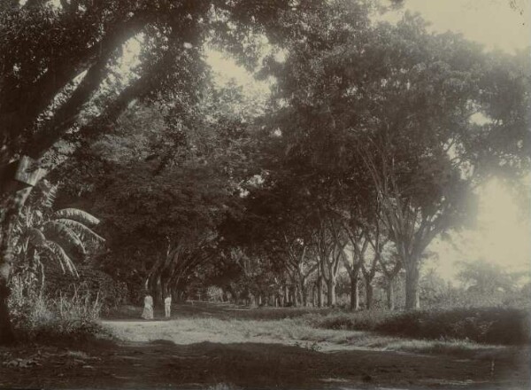 "Allée Fautana, Papeete. Tahiti"