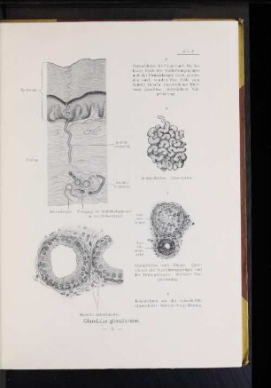 Glandulae glomiformes.