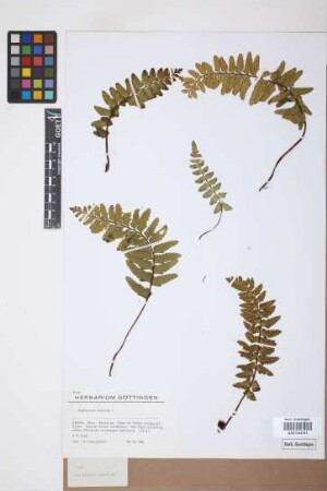 Asplenium marinum