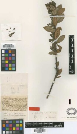Satyria polyantha A.C.Sm. [type]