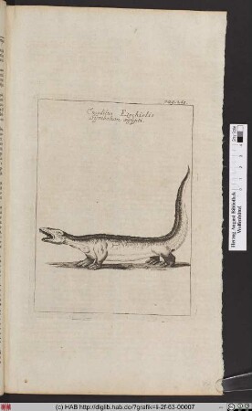 Crocodilus Ezechielis.
