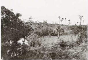 Offenland mit Palmen, Mato Grosso do Sul