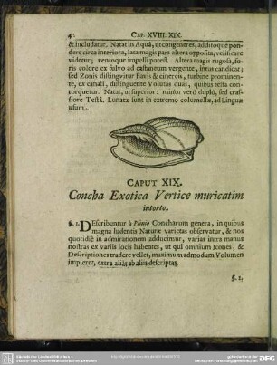 Caput XIX. Concha Exotica Vertice muricatim intorto